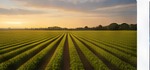 Agriculture & Food Processing in Australia