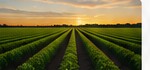 Agriculture & Food Processing in Brazil