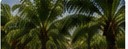 Agriculture & Plantation in Indonesia