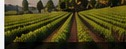 Agri-Food & Beverages in Italy