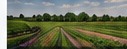 Agriculture & Agribusiness in Argentina