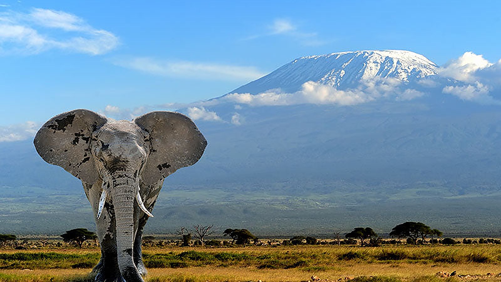 Tanzania flag and global trade network artwork